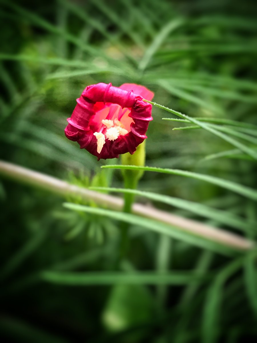 StacyMariePics's tweet photo. Photo of the day!!! #photooftheday #stacymariephotography #iphone7plus https://t.co/38JU9FRwQN