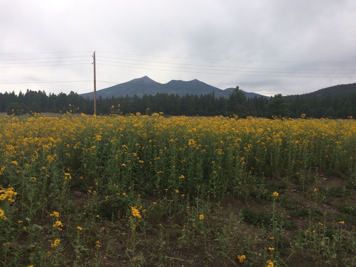 azds's tweet photo. Flagstaff City Council declines #SchultzPass open space petition https://t.co/wtm3IAuuNU https://t.co/8WunYXvNO6