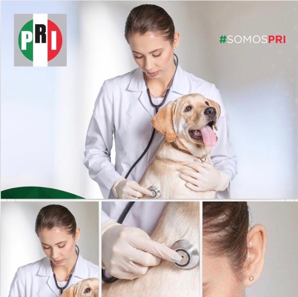 MindyGarx's tweet photo. Con veterinarios así, para qué queremos enemigos? @PRI_Nacional https://t.co/WuMilW9ya5