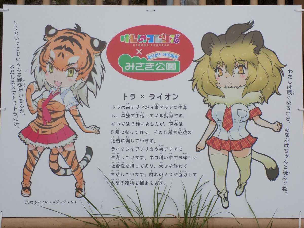 髪形寝癖 ライオンも暑そう またけものフレンズのイラスト発見してテンション上がってる ライオンのオスも横にいたけど木に隠れてた トラは見つからないのだー みさき公園