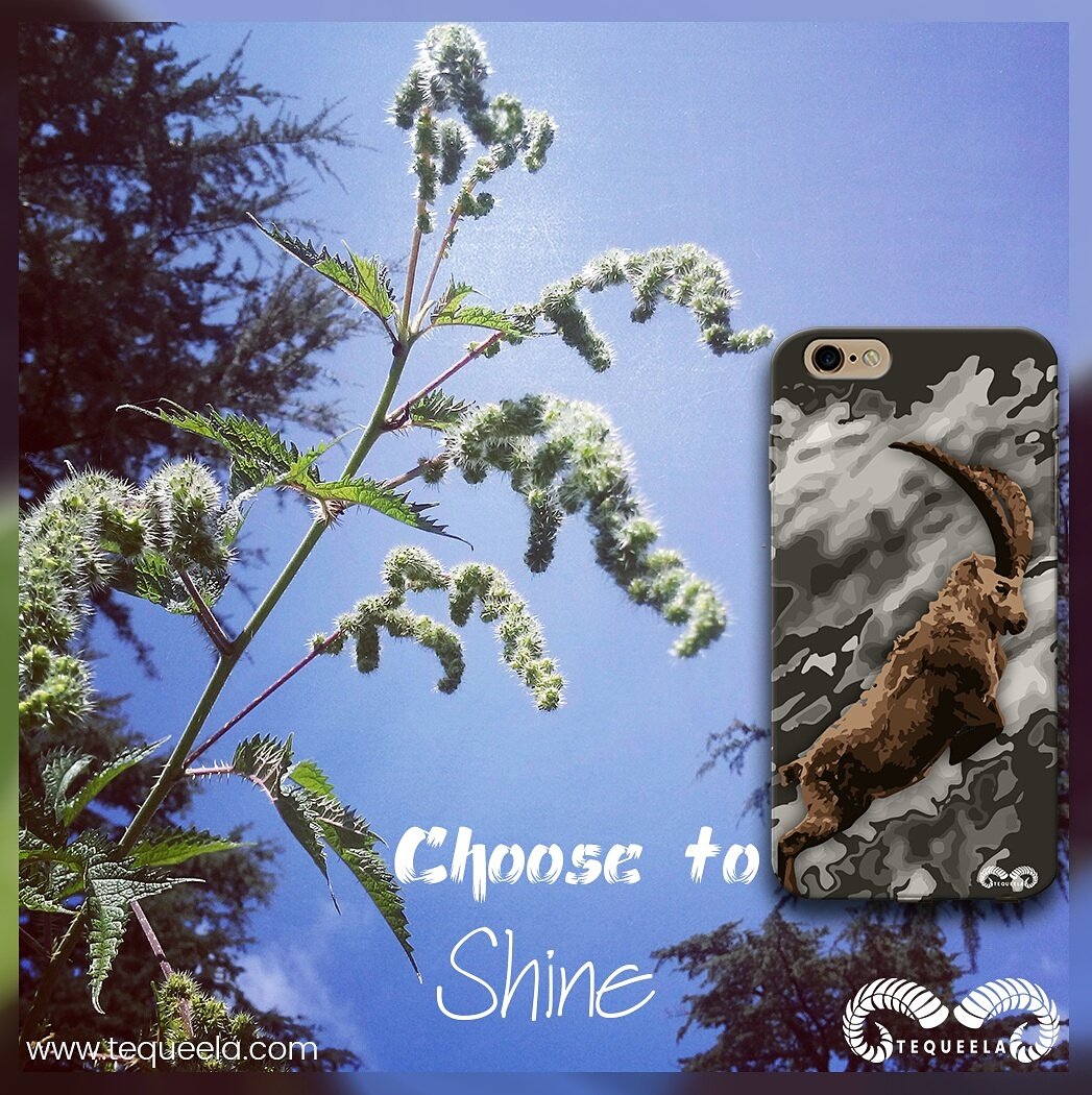 realtequeela's tweet photo. " SHINE LIKE A DIAMOND " 
MORNING GUYS 
HAVE A GREAT DAY AHEAD.

SHOP TODAY DON'T WAIT FOR TOMORROW 
https://t.co/C94sRwzBNV ( LINK IN BIO ) https://t.co/hzvDbimU5E