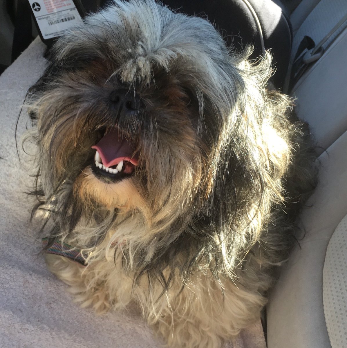 Just rescued! Shihtzus.Need fosters. Seattle area. Doris and Luke, both 

Can you help? 

Jacintha@savinggreatanimals.org