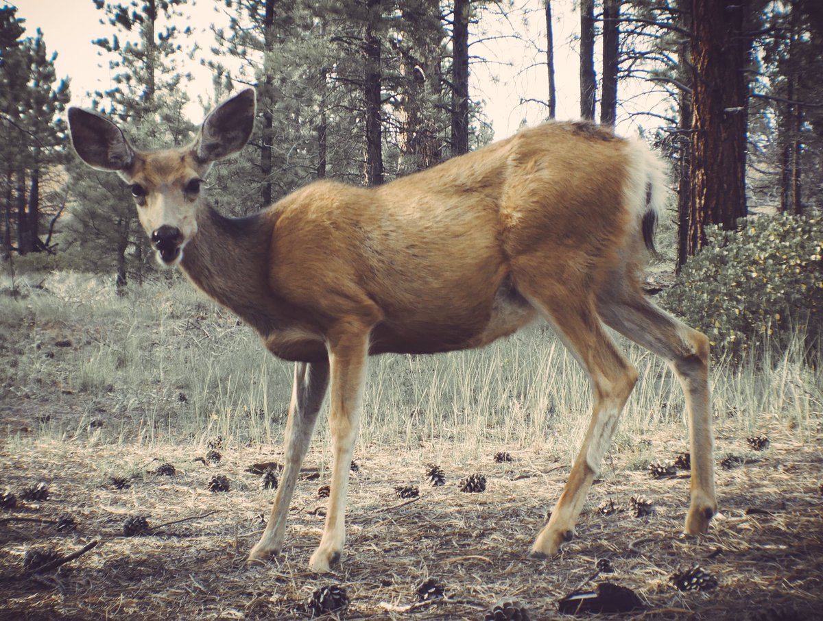 ExplorerPhotos's tweet image. Bryce Canyon National Park, Utah