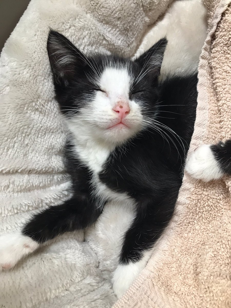 JenBraun2's tweet photo. If our new kittens don't make ur day idk what will https://t.co/ANVWFXCTbT