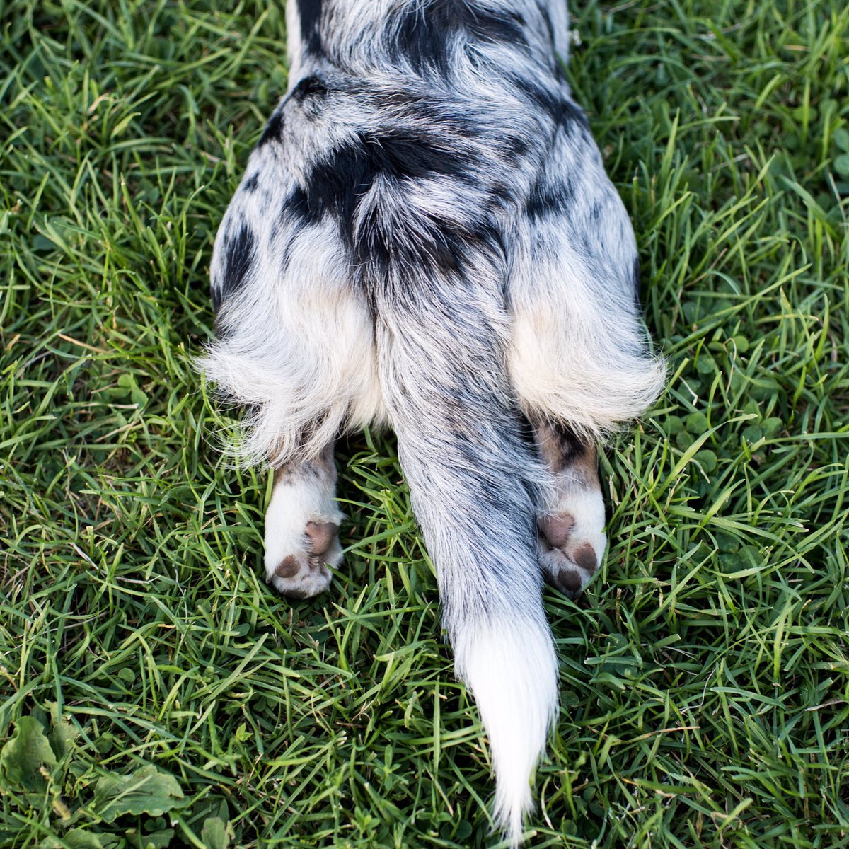 Azula, Cardigan Welsh Corgi (8 m), QC, CAN • "She just chewed the internet cable at my apartment. It wasn't working before and now it does."