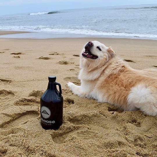 virginia_cider's tweet photo. Pup knows what's up. Grabbing that @caboosebrewing for one last summer vacation.
.
.
.
.
#vacider #loveva #virginia #cider #hardcider #vawi… https://t.co/WdXG435Fed