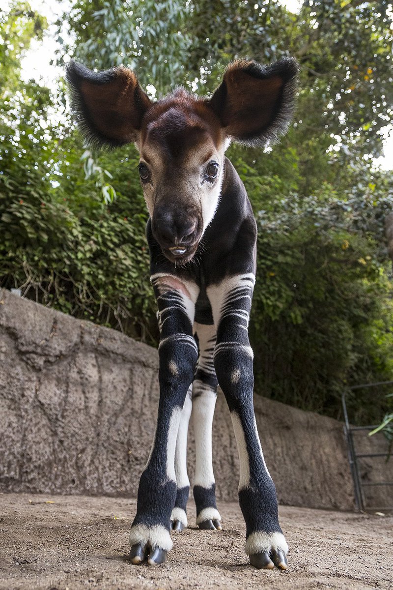 sandiegozoo's tweet photo. While most okapi ears straighten out a few weeks after birth, Mosi's are moseying along at a slow rate. 😉 #EverythingWillBeOkapi https://t.co/o9goRsT78u