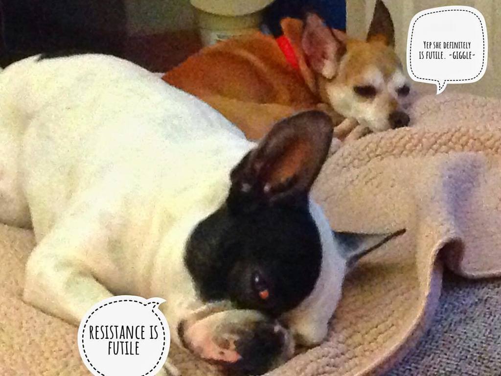 DCFrenchBulldog's tweet photo. #babies #chihuahuasofinstagram #chihuahua #dcchihuahua #dcdogs #pet #rescuedogsofinstagram #rescuedog #dcfrenchies… https://t.co/YxE8lAsYav https://t.co/8vIIJx5jr0