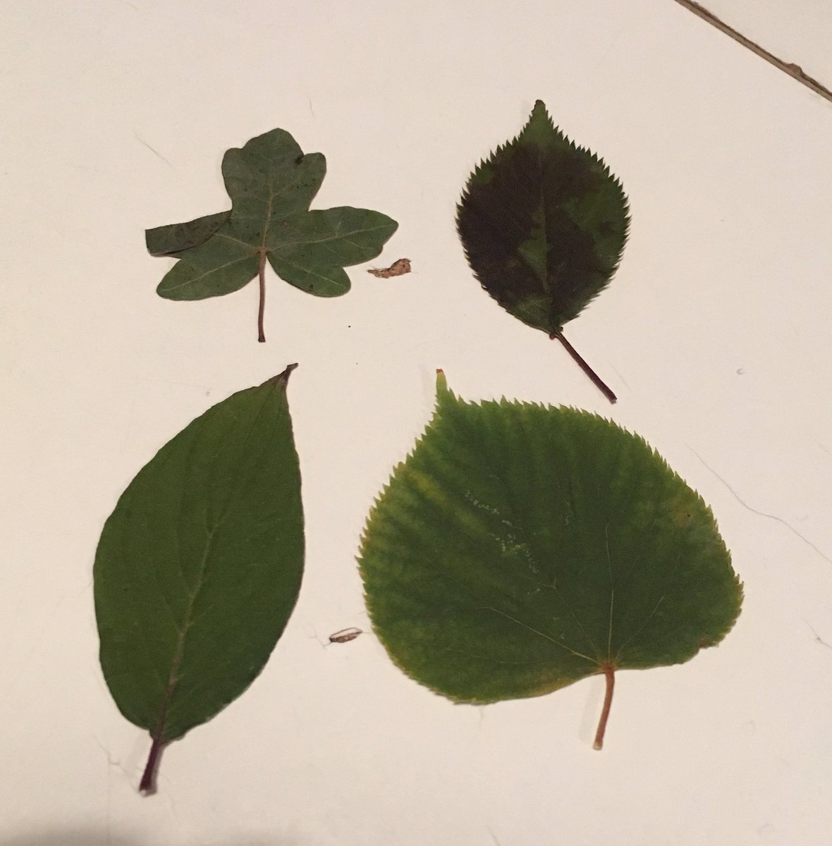 doobremcb's tweet photo. Does anyone know what leaves these are. Trying to identify what's been planted. #NationalTrust @nationaltrust https://t.co/h7uQ70AoCK