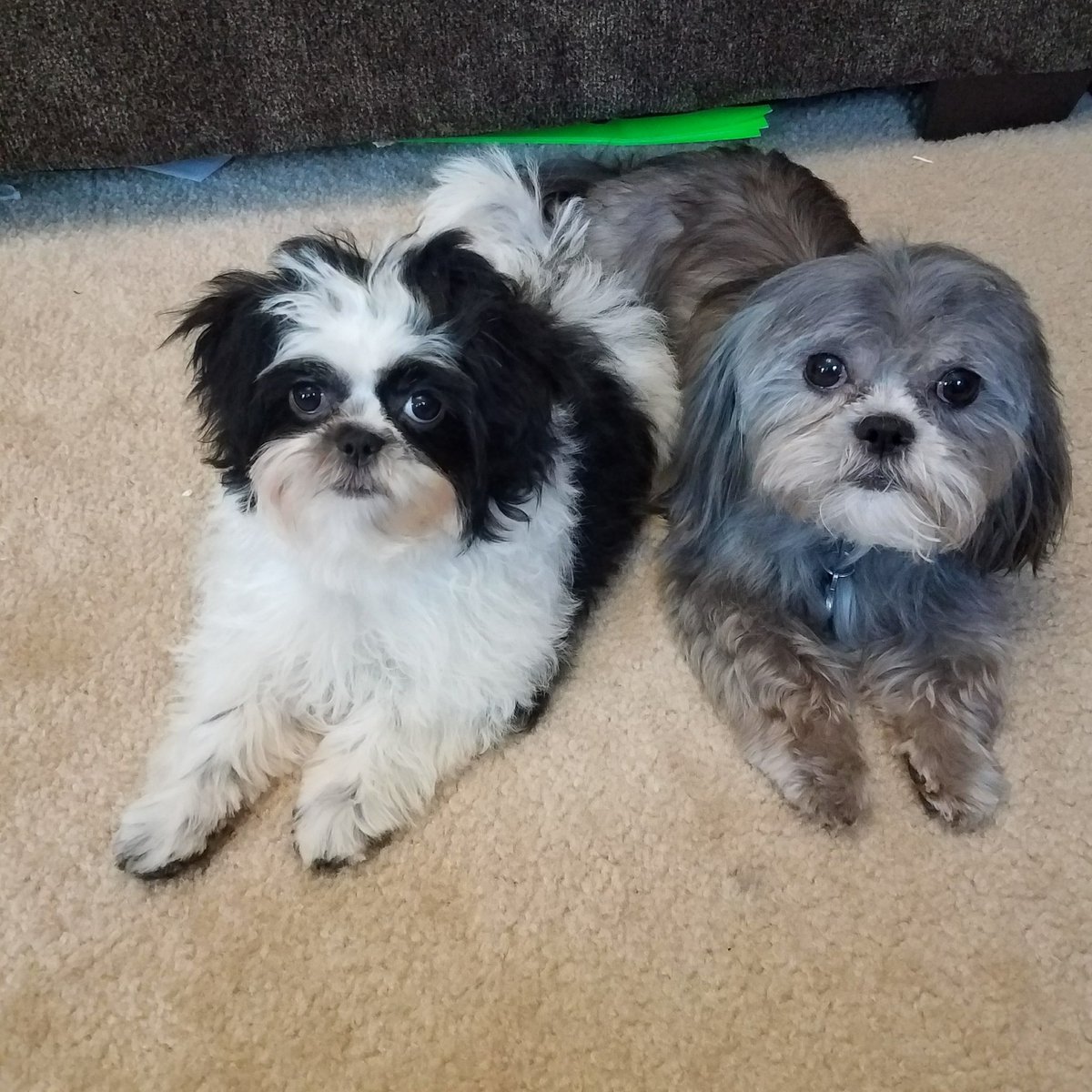 PASSIONS21's tweet photo. Posing for Mommy #Prince #LadyAngel #ourshihtzus #dogmodels https://t.co/KL8Za8dORe