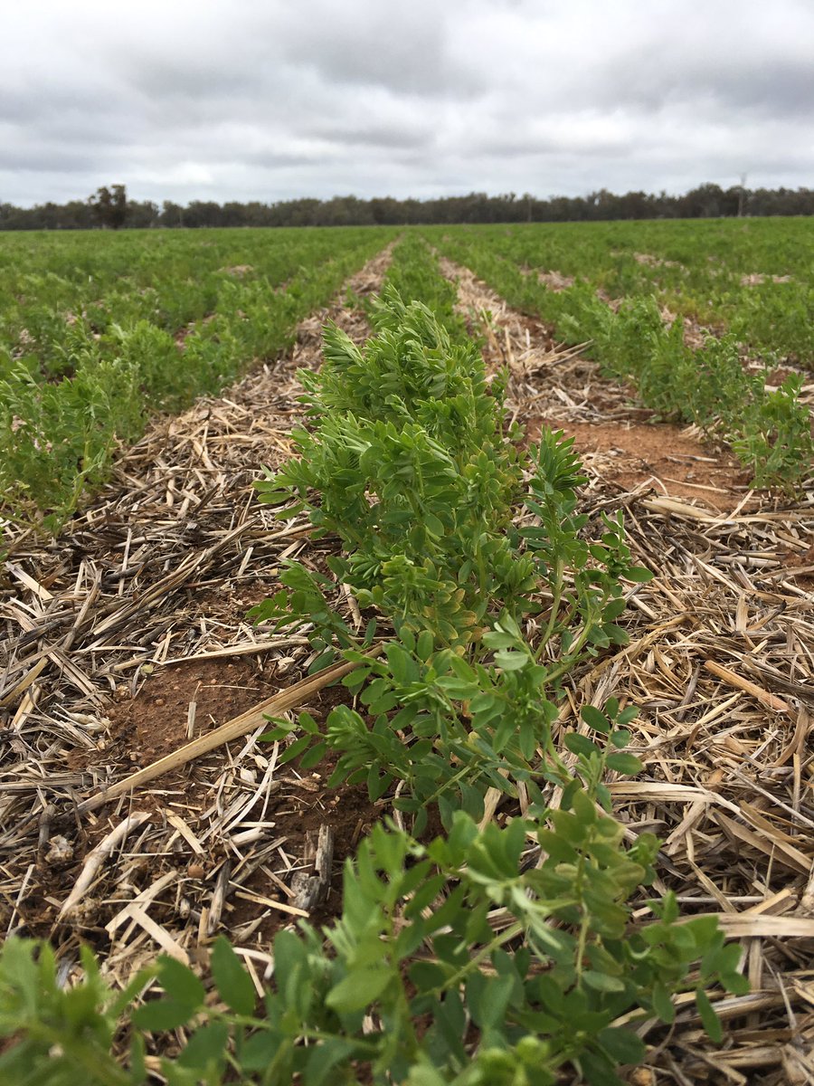 grassrootsag's tweet photo. Hurricane lentils rolled & showing good potential on mixed red & grey soils north of Temora #fullprofile #usednowater @strathern_1 https://t.co/Sz0j3qfUR5