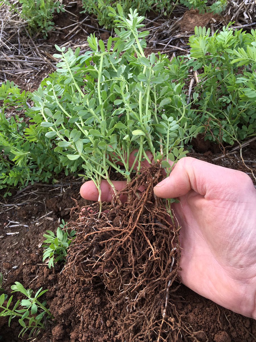 grassrootsag's tweet photo. Hurricane lentils rolled & showing good potential on mixed red & grey soils north of Temora #fullprofile #usednowater @strathern_1 https://t.co/Sz0j3qfUR5