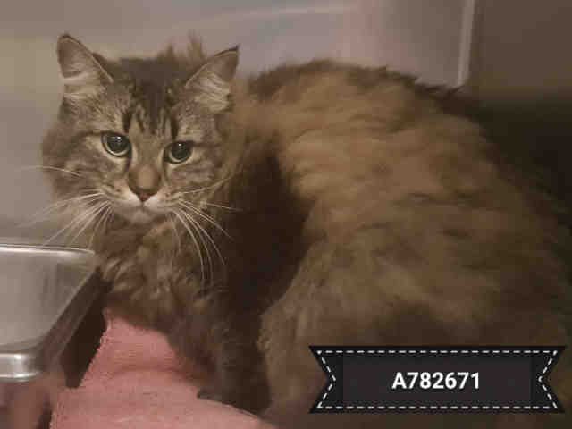 PetfindToronto's tweet photo. #WESTON #LAWRENCEW Pls RT2unite #FOUND #CAT-8/15 #Toronto Animal Services A782671 #NORTH 416-338-8723 Brn tabby DLH/F/5Yr https://t.co/rLzXAR2XcN