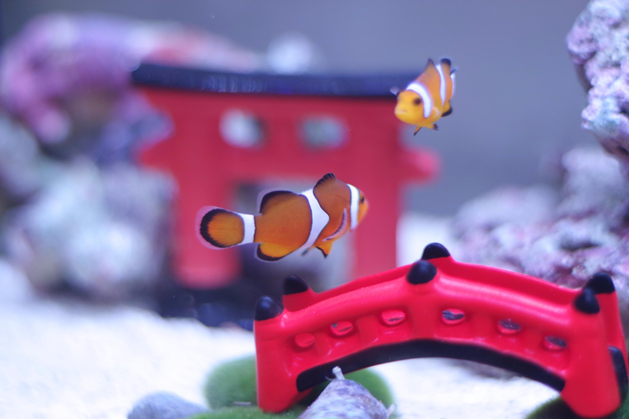 まぼ 我が家のカクレクマノミ 水槽を新しくしました 元気いっぱい楽しそうですね ニモ 海水魚 アクアリウム カクレクマノミ