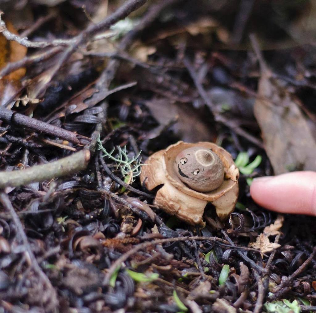 The blushing #earthstar found on the #oldcoachroad just out of #ohakune. What a cutie.
.
.
#fridayfunguys #geastru… ift.tt/2wUYGUR