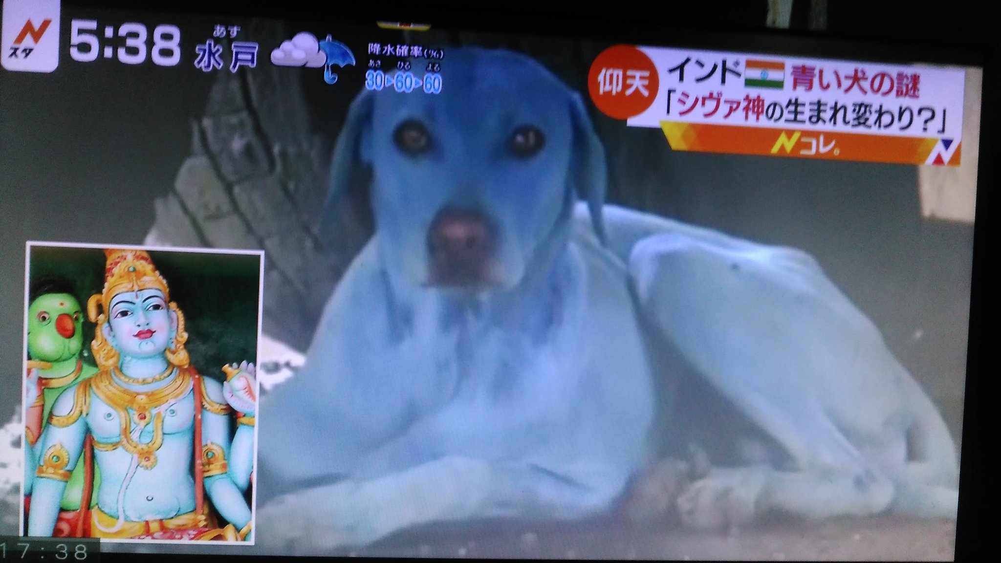 Nob0418 Fallout76プレー中 On Twitter 青く着色してしまった犬のニュースを明るく伝える異常さ 経緯は伝えているものの深刻さまでは伝えていない 青い犬 Nスタ