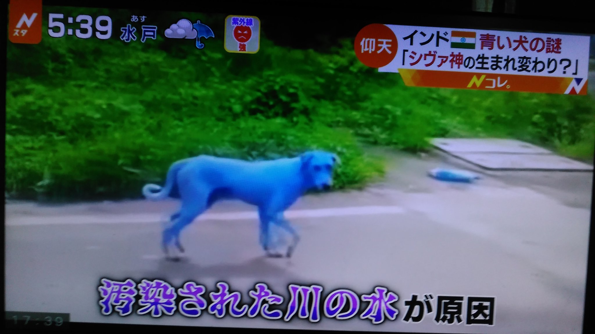 Nob0418 Fallout76プレー中 A Twitteren 青く着色してしまった犬のニュースを明るく伝える異常さ 経緯は伝えているものの深刻さまでは伝えていない 青い犬 Nスタ