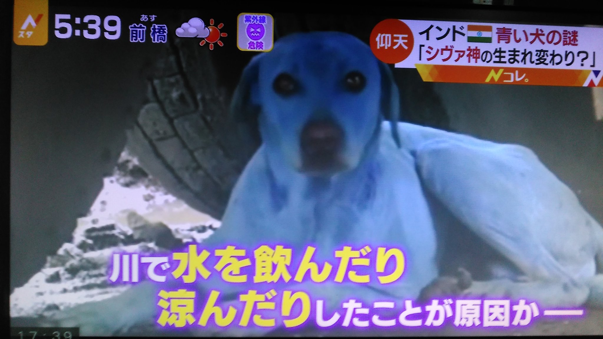 Nob0418 Fallout76プレー中 青く着色してしまった犬のニュースを明るく伝える異常さ 経緯は伝えているものの深刻さまでは伝えていない 青い犬 Nスタ