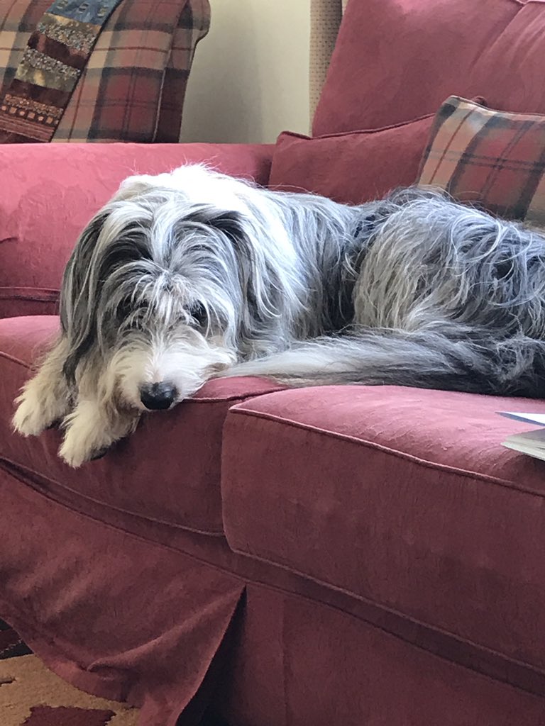 WeePinchofSugar's tweet photo. @Mrcspies Being on guard didnt last long. Neither did lying in the couch!!!!! #getaff https://t.co/Q7mLXwn9ot