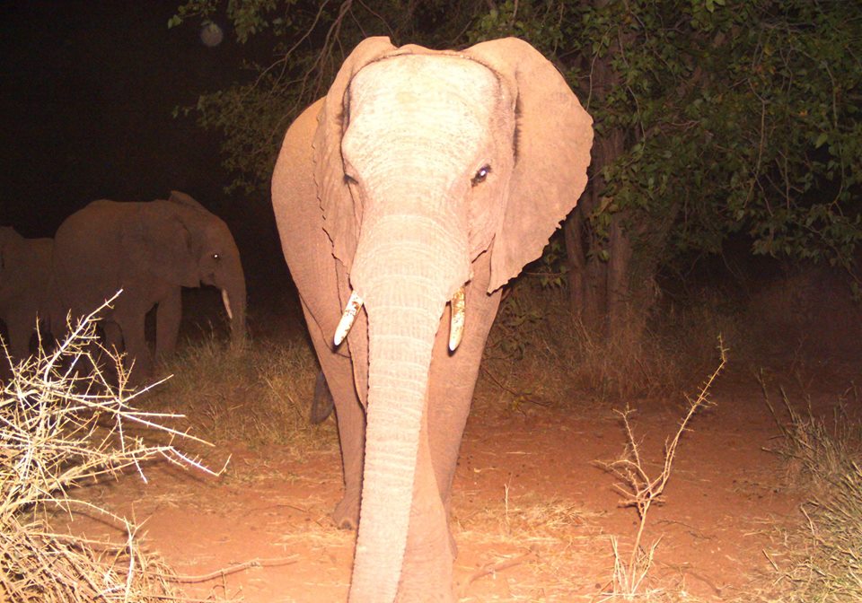 SUF_UK's tweet photo. Look who we've caught wandering around the reserve under the cover of darkness this week (Camera Trap Thursday) https://t.co/TMLp5kRHfI