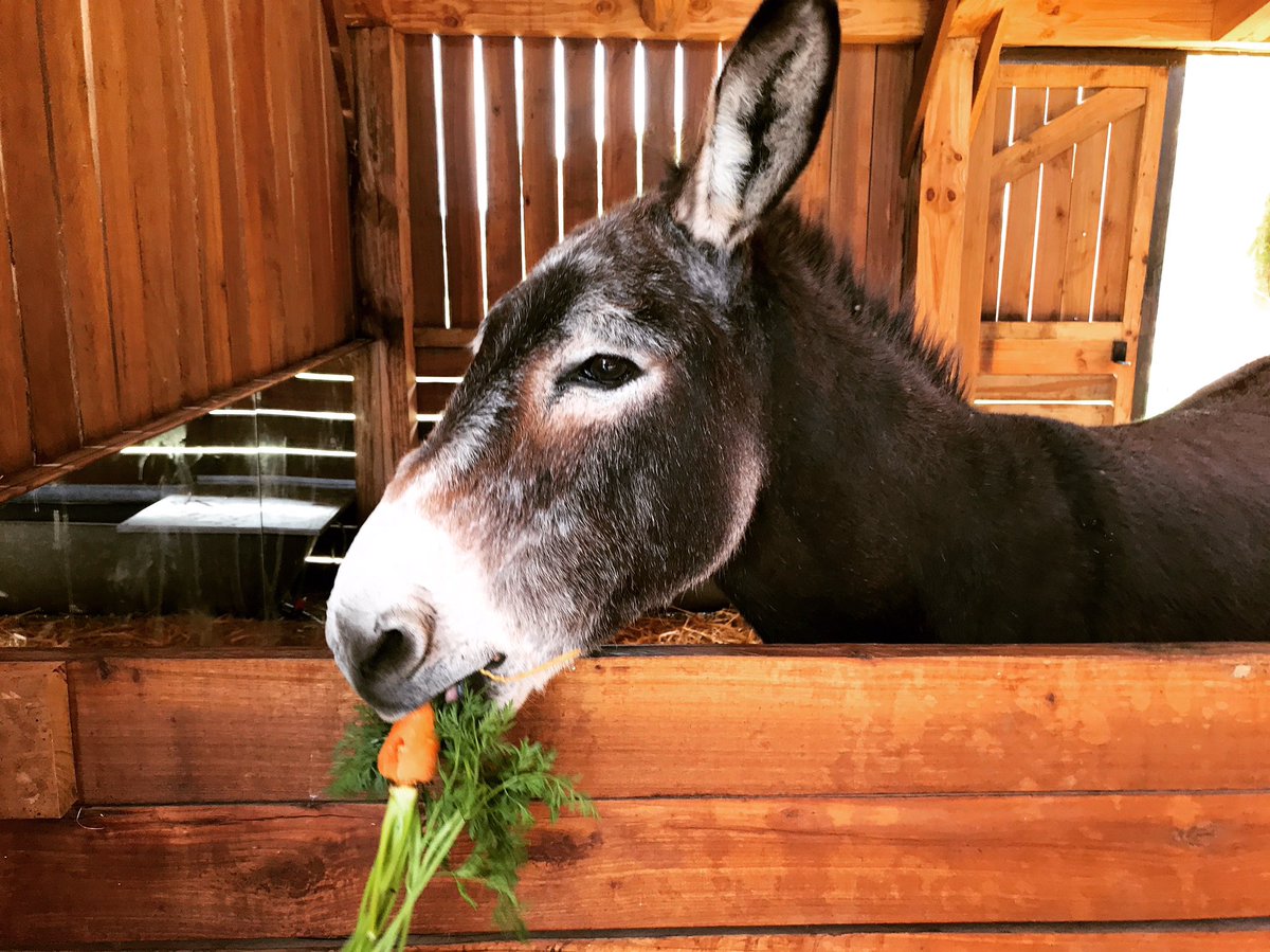 farmsanctuarysa's tweet photo. Have a BRAYlliant weekend everybody! Eat well, live well like our Miss Nacho here and live #compassion! 
#sanctuary #vegandiet #vegan #goveg https://t.co/4GTcTai6mq