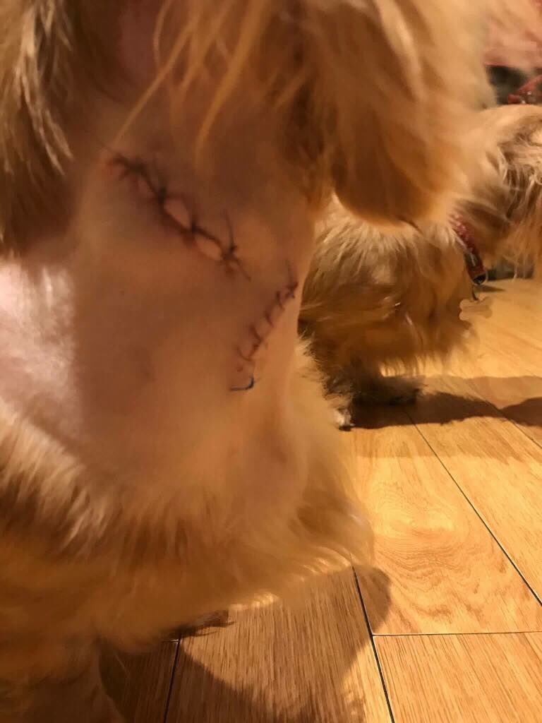 Twitter meet Jasmine, she is only a baby at 19 months old 😓
She is having her chemo 2day, we will pay the cost as her family are struggling😞