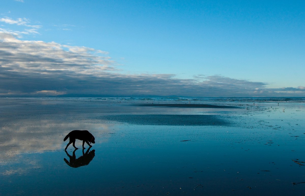 Cornish Dog Beaches tweet media
