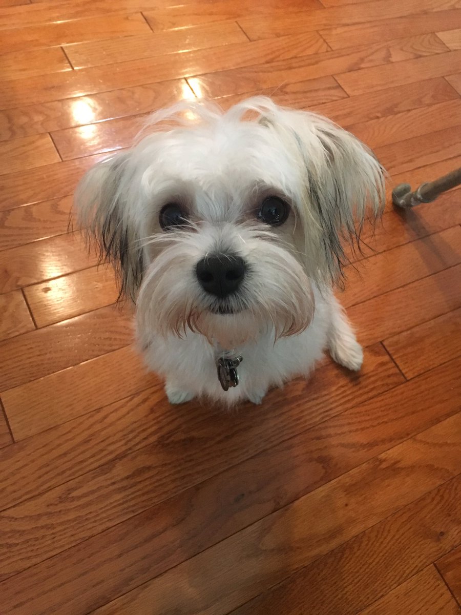 vlogteam10's tweet photo. i miss my puppy so much ohmygosh she's my whole world(i'm on vacation lmao) https://t.co/Xvhr3rSax1
