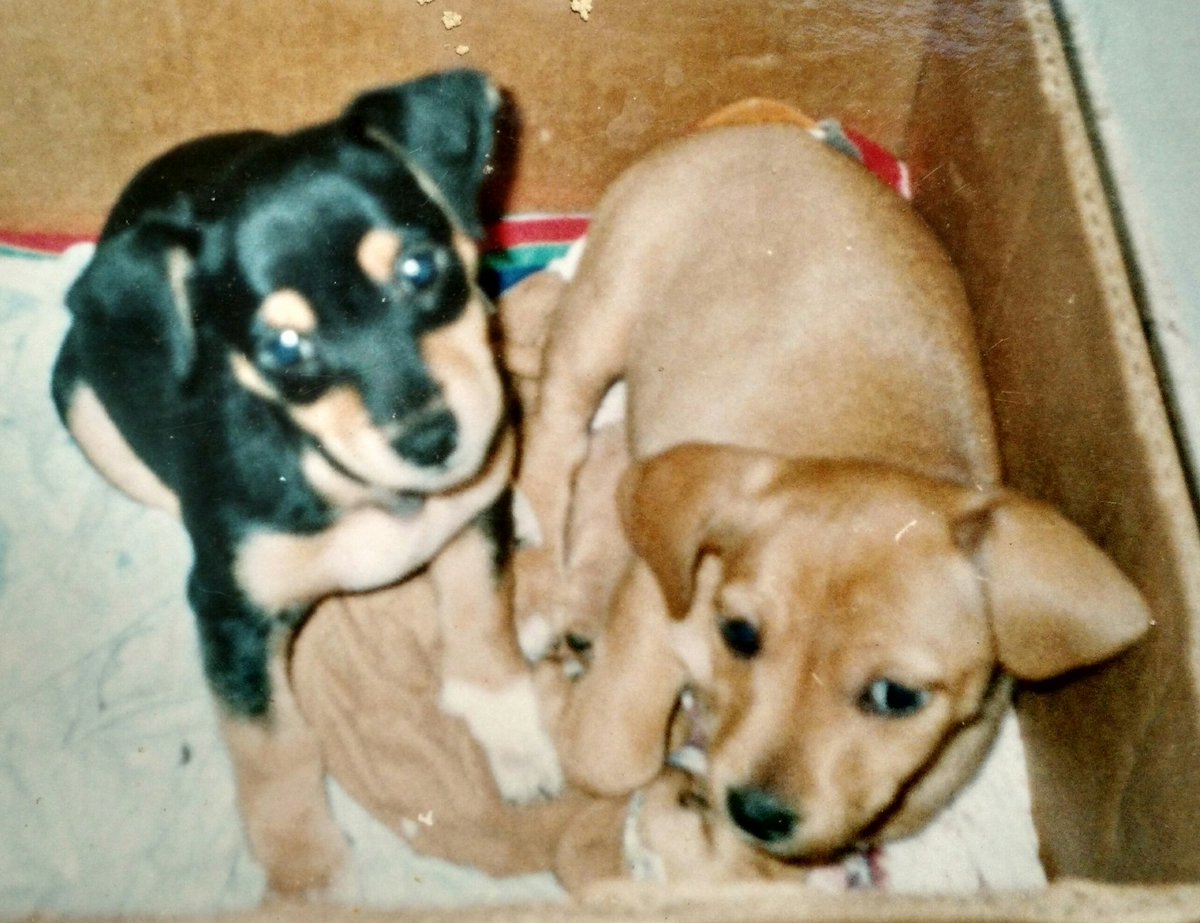 Adriana Fiori (@adrfiori) on Twitter photo 