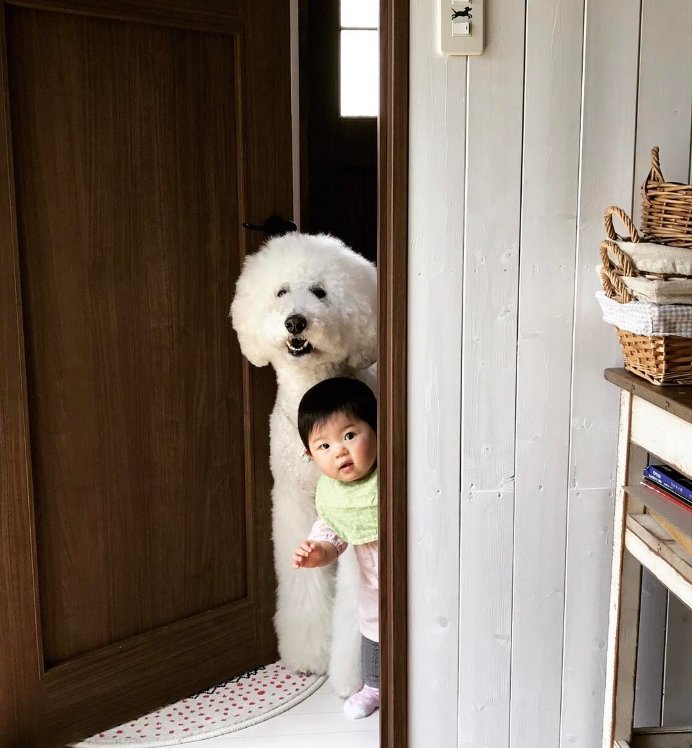enterthetitle's tweet photo. This Cute Little Girl and Her Pet Poodle Will Make Your Day: https://t.co/LFAQr2H0PW #photography #CuteAnimals #friendship https://t.co/dLfyJvcE43