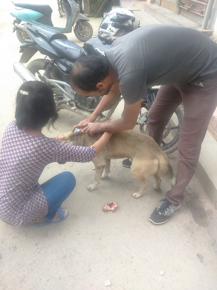 AnimalNepal's tweet photo. A busy day @ Pimbahal, Lalitpur# old wound infected dog on his neck #  our team cleaned the wound and cleared it off maggots.Get well buddy! https://t.co/UohhsMG1P2