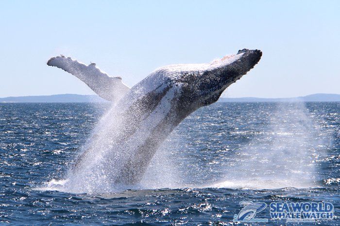 WhaleWatchAust's tweet image. It's Friday and the weekend is within #breach! 🤓🐋🌞⚓️
#Friyay #ToolsDown #WhalesUp #SeaWorldAus
