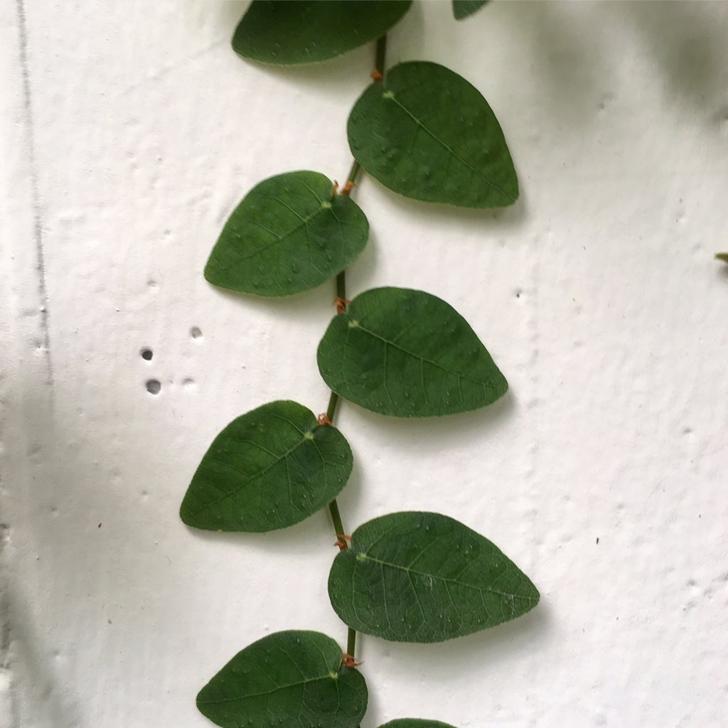 ▫️ #CHORDASTORY ▫️