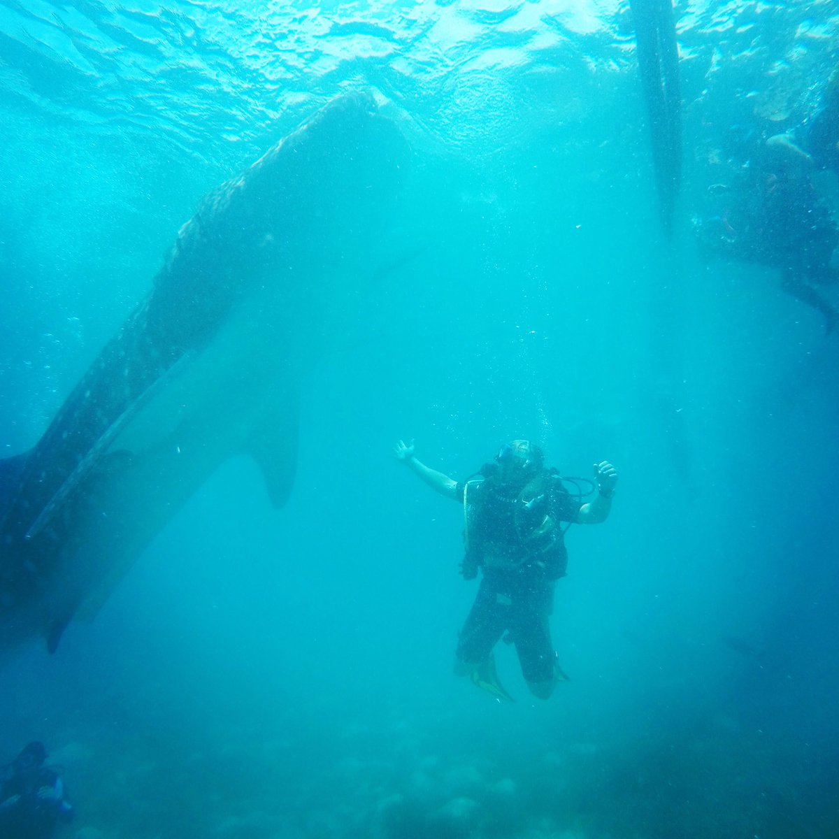 cweb1007's tweet image. Swimming with the Sharks!