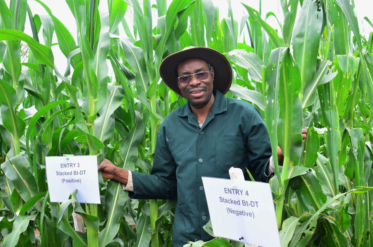 WEMAPartnership's tweet photo. @WEMAPartnership is conducting stacked maize trials (DT+Bt) in Mozambique, Uganda, South Africa &amp;Kenya @aatfafrica @ScienceAlly @CIMMYT https://t.co/W8TOhkteBq