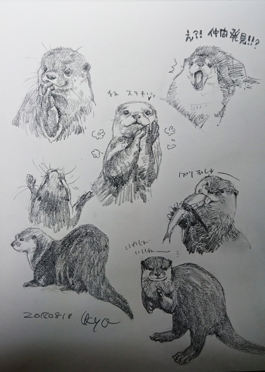 Kagetsu Ukyo 卯京 華月 さんのツイート 今日の落書き カワウソづくし 本物だといいね 落書き 鉛筆画 練習 息抜き 素描 一日一絵 今日の落書き 絵描き 脊椎動物 哺乳類 カワウソ かわうそ コツメカワウソ 絵描きさんと繋がりたい 絵描きの輪 Kagetsu Ukyo 卯京 華月 さんのツイート 今日の落書き カワウソづくし 本物だといいね 落書き 鉛筆画 練習 息抜き 素描 一日一絵 今日の落書き 絵描き 脊椎動物 哺乳類 カワウソ かわうそ コツメカワウソ 絵描きさんと繋がりたい 絵描きの輪