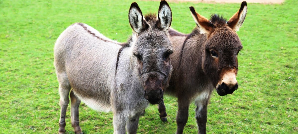 MVfarmstay's tweet photo. Hay! Hay! Say our friendly donkeys at Morvern Valley Bundanoon. A Farm Stay with great midweek rates - just $398 for 2 nights #essentialkids https://t.co/rTkE4uMzOX