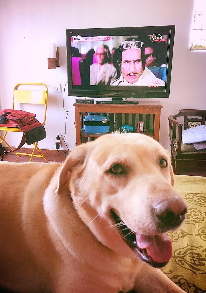 amritabhinder's tweet image. Today&apos;s POA. 

While away day watching #ProfessorPyareLal on Vaa Movies &amp;amp; such 😋 

Jeevan is intrigued by Buddy? Lol