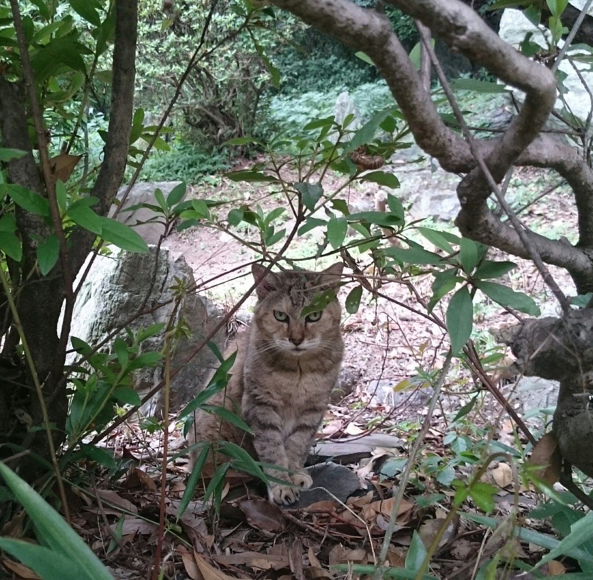 黒猫カレン 目力が強く野性的なにゃんこ 性格も野性的で人に媚びない 数少ないにゃんこです にゃんぽとれ 猫だいちゅき 野生猫