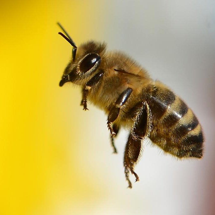 пчелы ранней весной. пчела картинка. рабочая пчела. рабочий лет пчелы. рабочий лет пчелы.