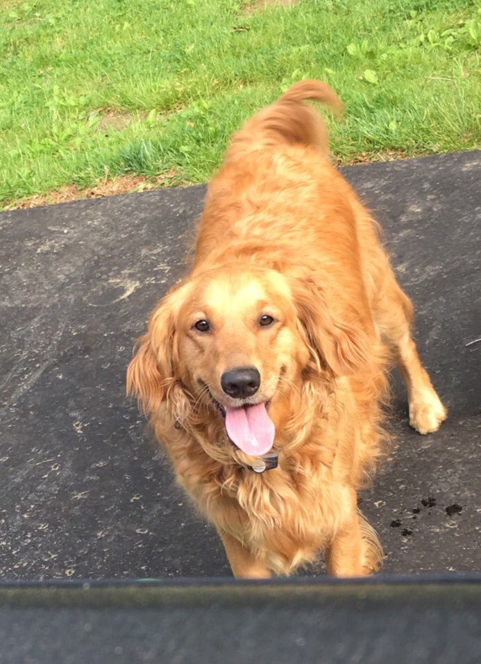 KJLuton's tweet image. @BMSupdates HELP find our dog!! We are staying in Roger Garden Camping and our dog bolted due to fireworks!! #findLibertyBMS