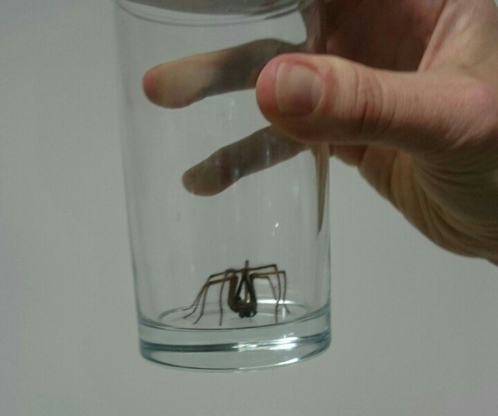 ReadHeadSam's tweet image. Luckily, Connie was brave and rescued us from the interloper, who is now beginning a new life in the great outdoors.