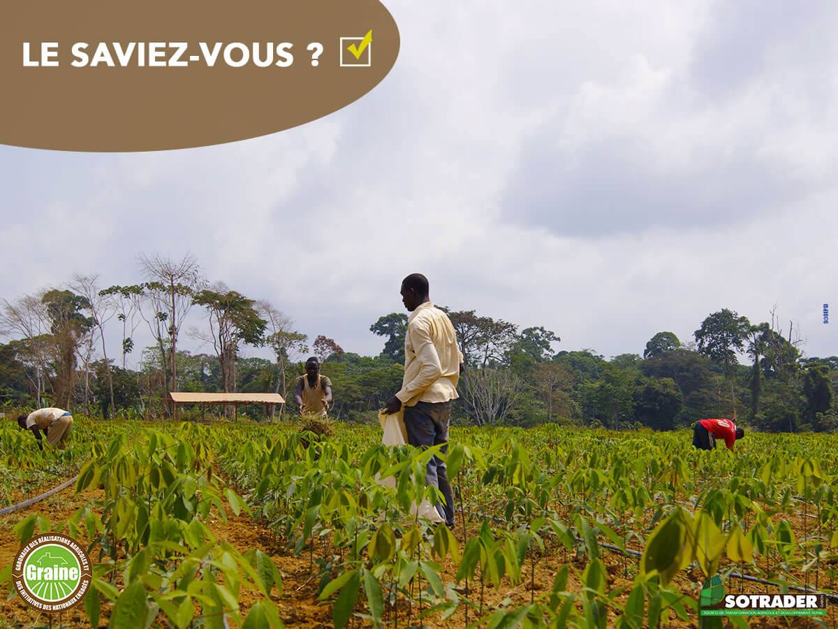 Le Gabon dispose naturellement d’énormes potentiels propice à l'activité agricole.
#GRAINE #MaTerreMaRichesse