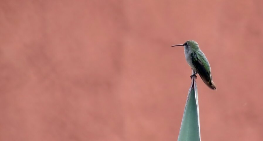 KarynsViewPhoto's tweet photo. Some from Arizona. .have a great Friday everyone! #hobby #Positivelife #KarynsView https://t.co/j4HUiuRNVh