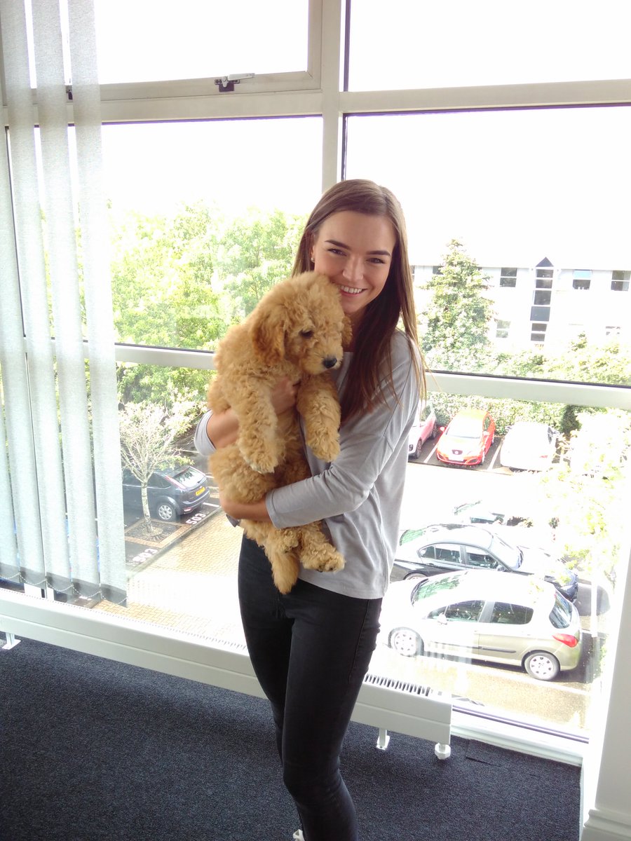 PurplexUK's tweet image. #FridayFeeling in the office today is one of overwhelming cuteness! Meet Dexter the #PurplexPup 🐶