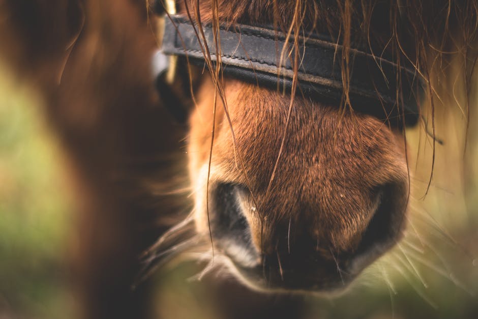 thepet_co's tweet photo. From #equine #wormers &amp; joint supplements, through to shampoos &amp; cleansers @petmedicines we have got you covered! https://t.co/YG003ZH5Hf🐴 https://t.co/PEThIEfWHu