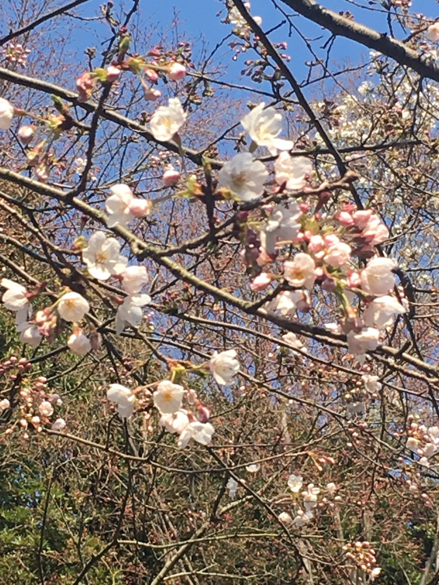 たーか@営業中ムスメニウム命💕🇺🇸🌸🇯🇵🛩🏎️🏍🚗 tweet media