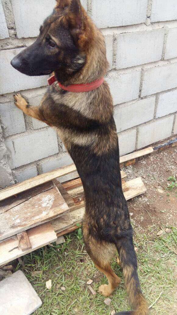 barkoffdogs's tweet photo. Yesterday we made #PetVisit to clients that took some of our Sable GSD puppies last litter. Here is Beast 8 months old now, healthy &amp; alert. https://t.co/IC7sfeMzLz