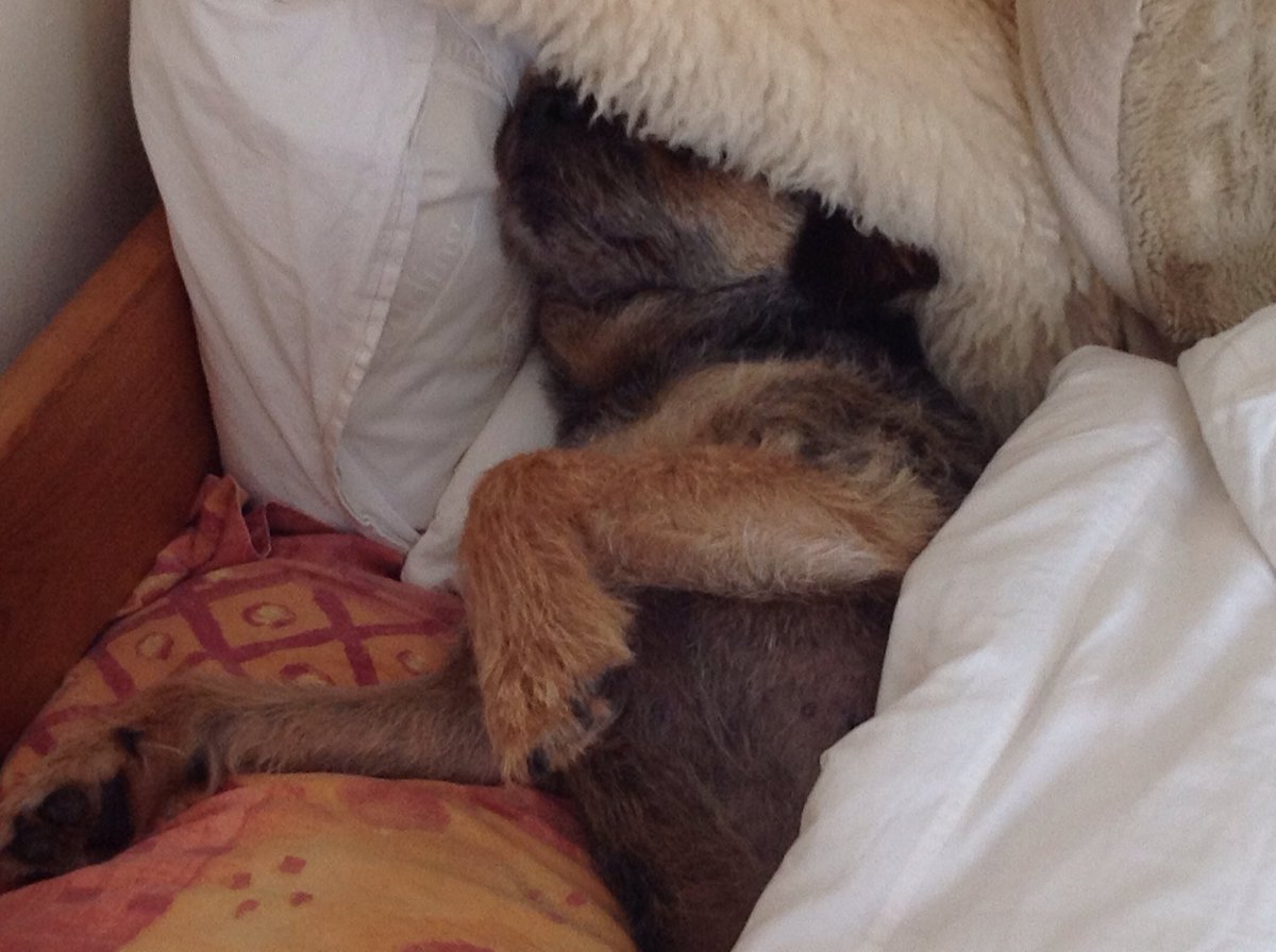 stan_border's tweet image. Happy 12th birthday to me.........celebrating with a windy canter on the beach and a lazy day...wOoF wOoF