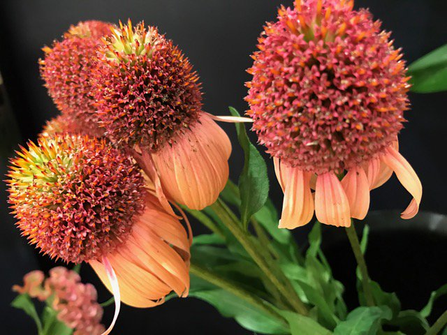 Arcobaleno エキナセア Echinacea 分類 キク科 ムラサキバレンギク属 種別 常緑高木 多年草 原産 北アメリカ 花言葉 あなたの傷みを癒します 深い愛 優しさ 起源 古くからネイティブアメリカンが薬草として使っていたハーブ T Co Arcobaleno エキナセア Echinacea 分類 キク科 ムラサキバレンギク属 種別 常緑高木 多年草 原産 北アメリカ 花言葉 あなたの傷みを癒します 深い愛 優しさ 起源 古くからネイティブアメリカンが薬草として使っていたハーブ T Co